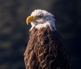 american bald eagle