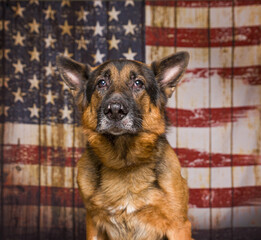 cute dog on an isolated background in a studio shot