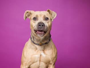 cute dog on an isolated background in a studio shot