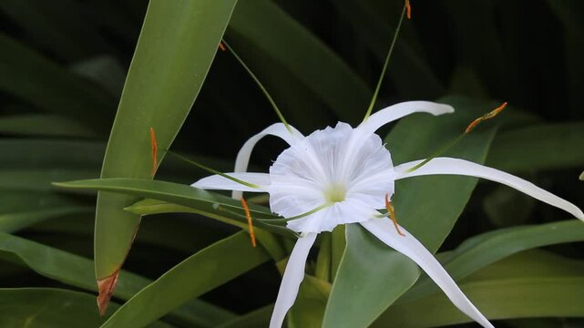 White Swamp Lily flower on a Crinum bulb plant in a garden
