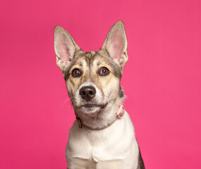 cute dog on an isolated background in a studio shot