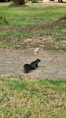 Canadian black squirrel jumps along road. Canadian Black Squirrel eats nuts enjoys freedom Canadian Black Squirrel is amazing rodent living in city parks attractive for its coloring and energy