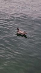 Gray young seagull on the water