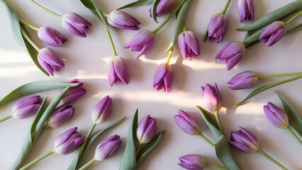 Purple Tulips: vibrant purple tulips with delicate, light green stems and leaves, arranged in an unstructured, free-flowing pattern across an ivory-tinged white background