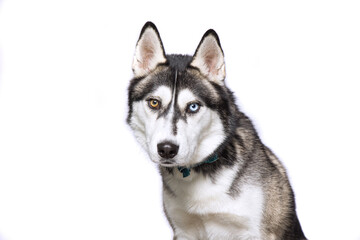 cute dog on an isolated background in a studio shot