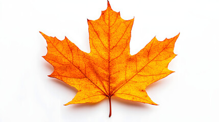 Obraz premium A close-up photograph of a single maple leaf showing its intricate details