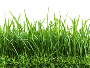 Fototapeta premium Lush Green Grass with Transparent Background