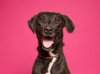 cute dog on an isolated background in a studio shot