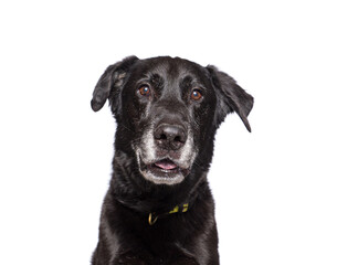 cute dog on an isolated background in a studio shot