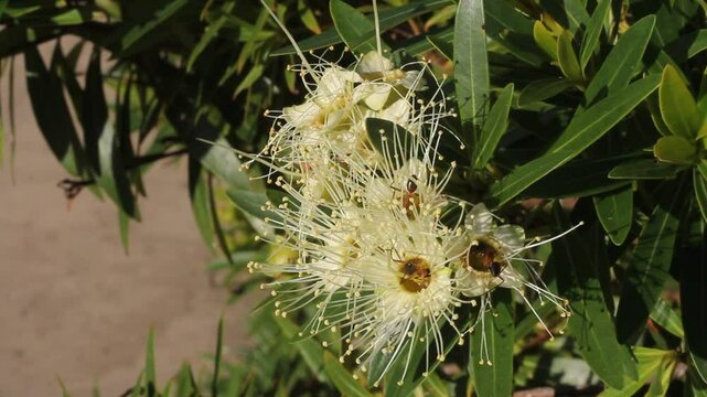 Ants pollinating Little Penda (Xanthostemon verticellatus) flowers on a plant in a garden
