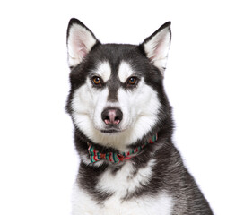 cute dog on an isolated background in a studio shot