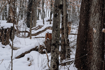 Small, white tail deer looking from behind a tree. Western Pennsylvania woods during a snowstorm.