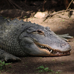alligator in the everglades