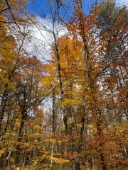 Golden Autumn Forest with Vibrant Foliage Under a Clear Blue Sky