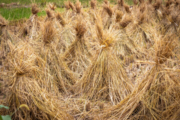 rice paddies, rice, karst landscape of yangshuo, yangshuo, china, guilin, limestone, mountains