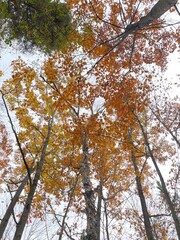 Looking Up at Autumn Tree Canopy with Vibrant Leaves and Cloudy Sky