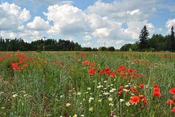 Poppies and daisies in a field in Renda, Latvia