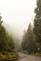 Through the Fog: A Mystical Forest Journey