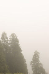 Through the Fog: A Mystical Forest Journey