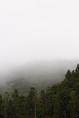 Through the Fog: A Mystical Forest Journey