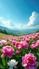 Obraz premium A sea of pink and white peonies stretches across a vast green landscape under bright blue sky, flowers, pink, blue sky
