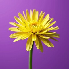 Obraz premium Carduus nutans' yellow anthers against purple background, botanical, wild Carduus nutans, anthers