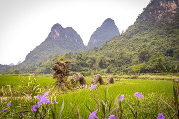 rice paddies, rice, karst landscape of yangshuo, yangshuo, china, guilin, limestone, mountains