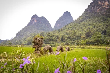 rice paddies, rice, karst landscape of yangshuo, yangshuo, china, guilin, limestone, mountains