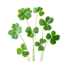 Fresh Green Shamrock Leaves on Transparent Background
