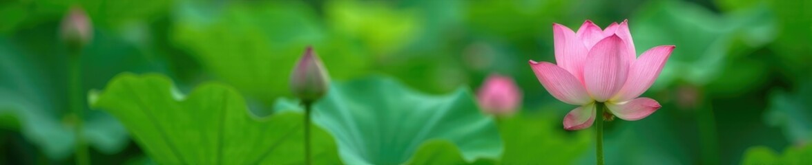 Green lotus stem with pink lotus flower buds emerging, nature, stems