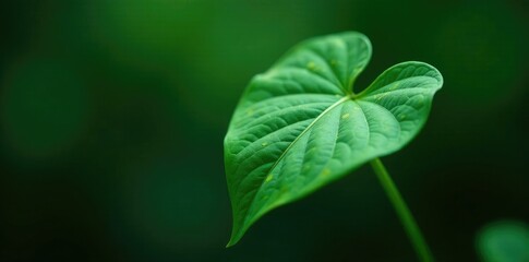 Heart-shaped leaf on a trailing philodendron stem, green leaves, heart shaped, botanical