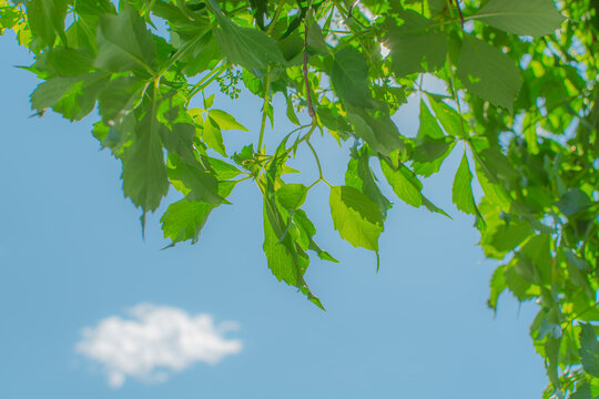 green leaves on blue sky background