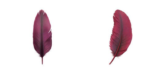 Elegant Red Feather on Transparent Background