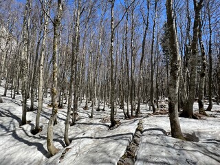 The last remnants of spring snow after a long and harsh mountain winter - Northern Velebit National...