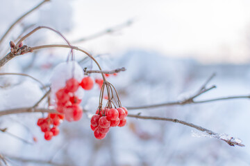 red berries in snow