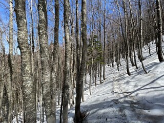 The last remnants of spring snow after a long and harsh mountain winter - Northern Velebit National...