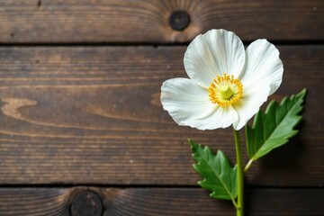 Obraz premium Single white eustoma flower isolated on a rustic wooden background, Eustoma blooms, Wooden surface