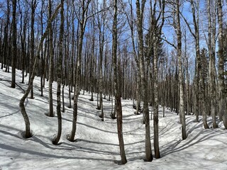 The last remnants of spring snow after a long and harsh mountain winter - Northern Velebit National...