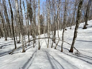 The last remnants of spring snow after a long and harsh mountain winter - Northern Velebit National...