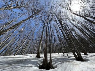 The last remnants of spring snow after a long and harsh mountain winter - Northern Velebit National...