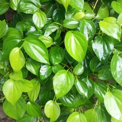 fresh leaves, betel leaf background, green color, love-shaped 