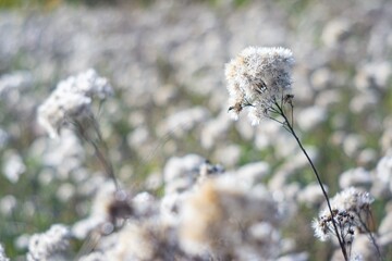 Close-up of a dandelion seed head against an open field backdrop, with focus on intricate detail and contrasting soft bokeh Sunny day lighting No visible text