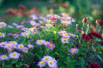 Close-up view of diverse, upwards-facing flowers under natural sunlight warm hues, depth of field effect, tranquil, appreciation for natures beauty