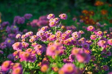 Obraz premium Close-up image of a vibrant cluster of pink, yellow, and orange wildflowers or annuals in full bloom or near it Shot during daylight with a soft-focus aesthetic, creating depth and highlights Part