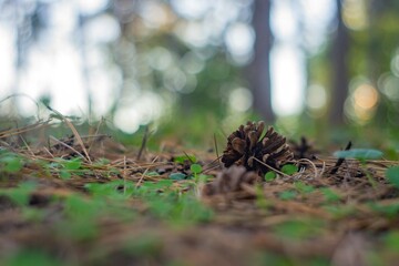 Close-up image of a small fir cone on forest floor, with blurred background of leaves and twigs Sharp focus, emphasizing texture and structure