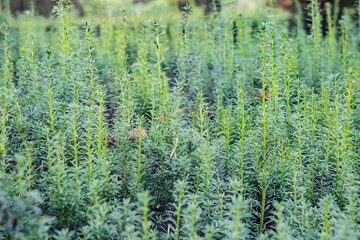 Close-up panoramic photo of a dense plant field, likely the same species with thin stems and elongated leaves The image may be stitched from multiple photos to create a larger view Background is ou