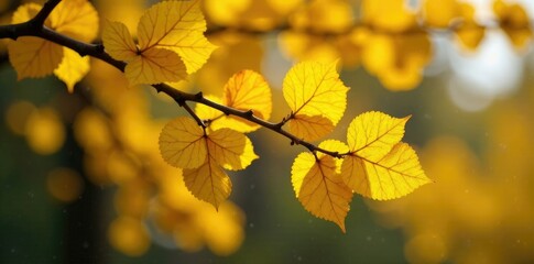 Fototapeta premium Yellow gingko tree with dried pine needles stuck to its branches, leaf, dry