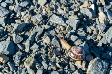 Snail on gravel