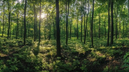 Fototapeta premium Sunlit forest panorama; lush green undergrowth, dappled sunlight, tranquil nature scene, ideal for environmental themes