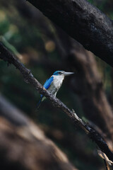 A Collared kingfisher is perched on a tree branch amidst blurred dark foliage. The bird's bright colors contrast with the shadowy background, evoking a peaceful, natural atmosphere.